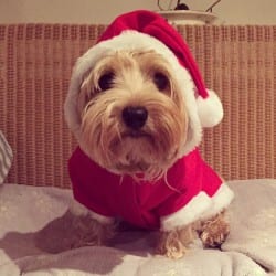 Dog in santa outfit