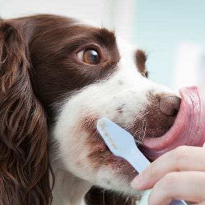 Dog Getting Teeth Brushed